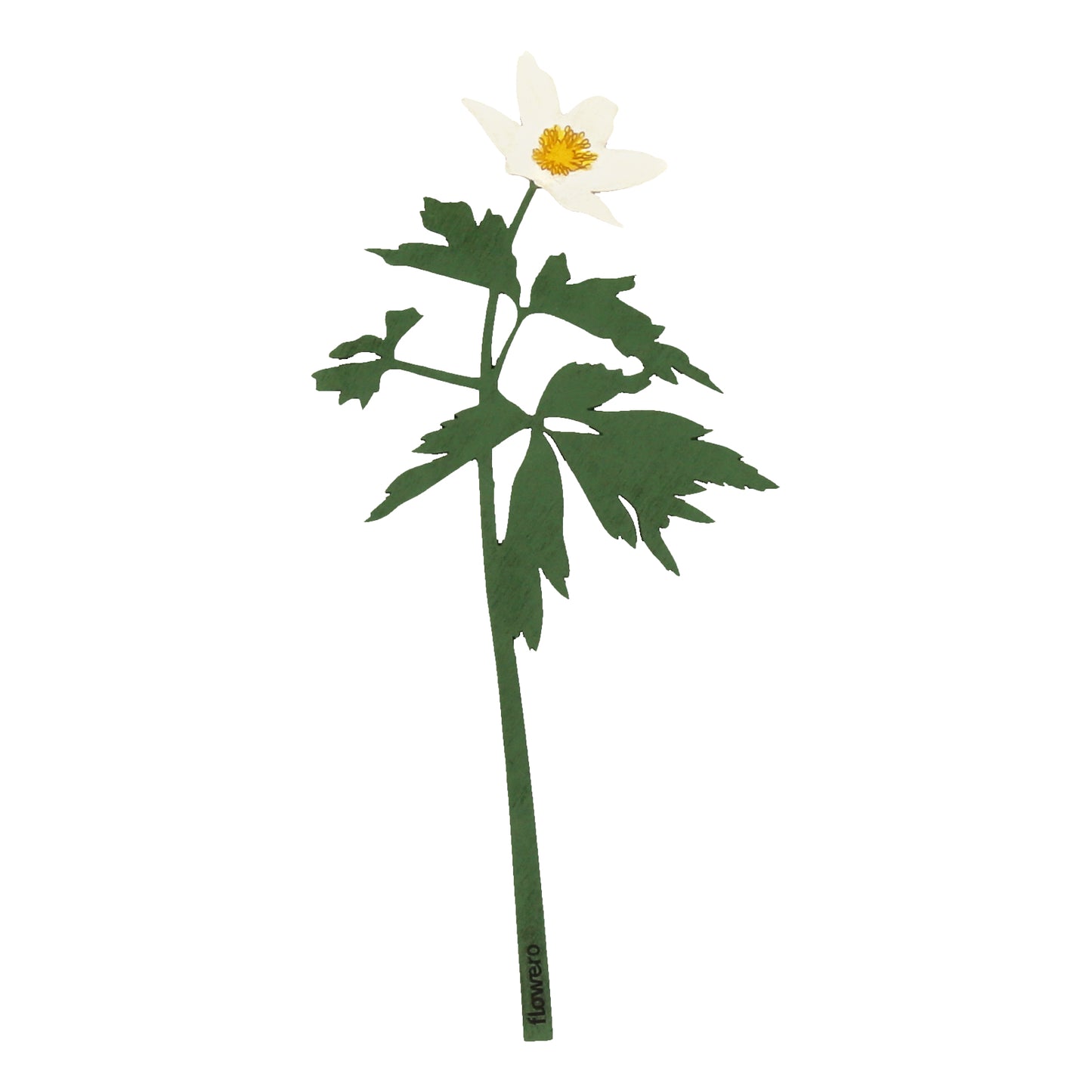 Valkovuokko kimppu